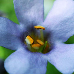 Close-up of honey bee on yellow flower