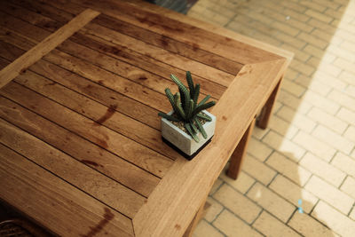 View from above on wooden table with potted cactus