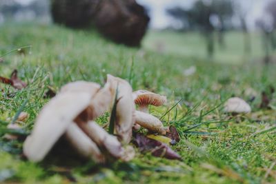 Close-up of mushroom on field