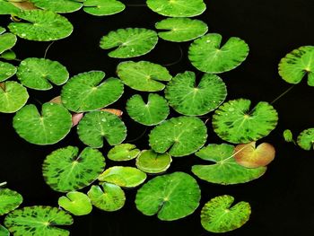 High angle view of leaves floating on water