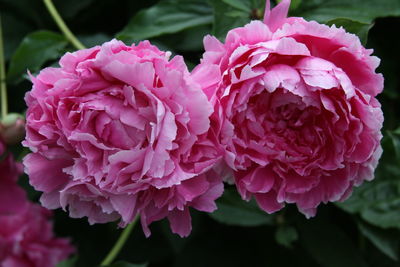 Close-up of pink rose flowers