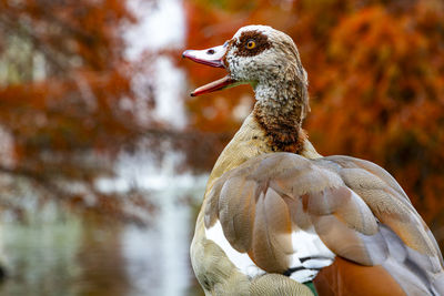 Close-up of duck