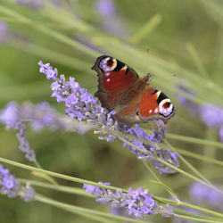 Close-up of butterfly pollinating on purple flower