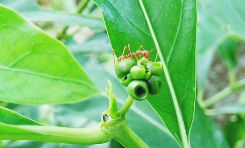 Close-up of insect on plant
