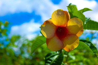 Close-up of yellow flowering plant against sky