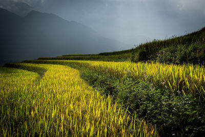 Scenic view of field against sky