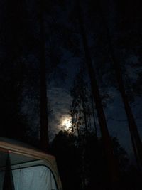 Low angle view of trees against dark sky