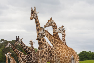 Low angle view of giraffe standing against sky