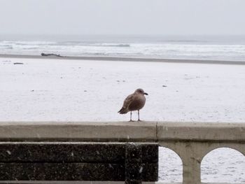 Seagull perching on beach against sky