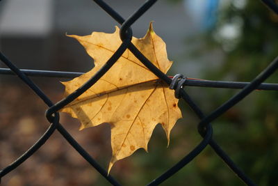 Close-up of dry maple leaves on chainlink fence