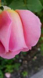 Close-up of pink rose