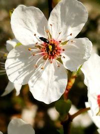 Close-up of white flower blooming on tree