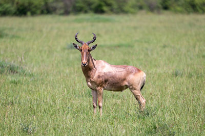 Deer standing on field