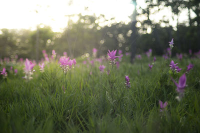 Close-up of purple flowering plants on field