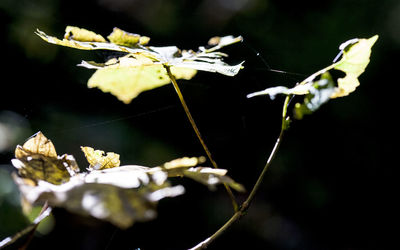 Close-up of flowers