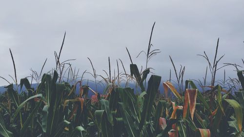 Plants growing on field against sky