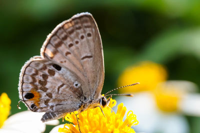 Close-up of butterfly perching on flower