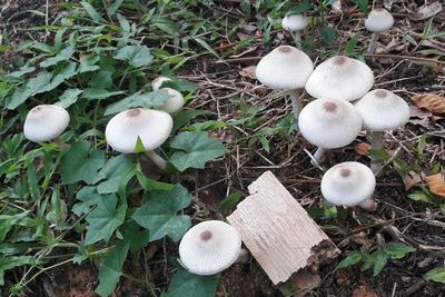 Close-up of mushroom growing on field