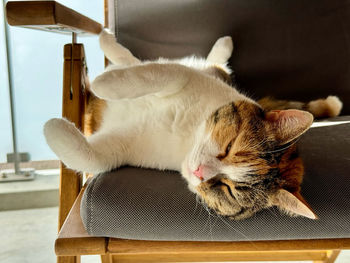 Close-up of cat sitting on table