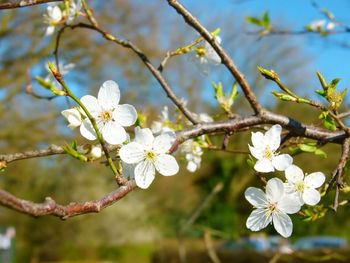 Close-up of apple blossoms in spring