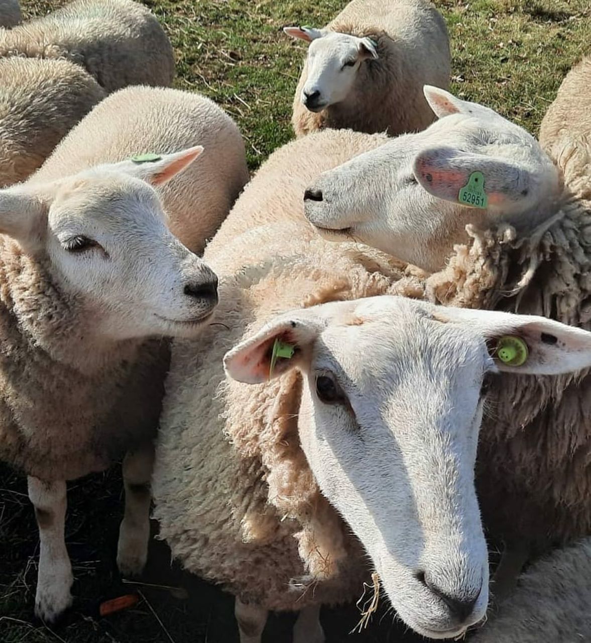 CLOSE-UP OF SHEEP IN A FIELD