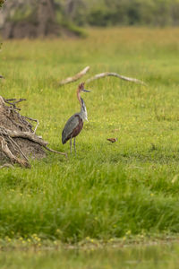 Birds perching on grassy land