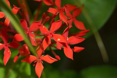 Close-up of red flowering plant