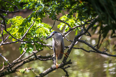 Low angle view of bird perching on tree