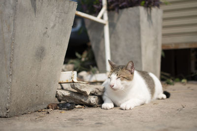Portrait of cat sitting outdoors