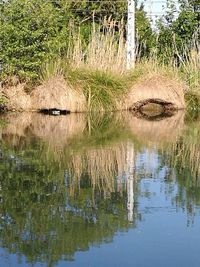 Reflection of trees in lake