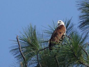 Low angle view of bird perching on grass