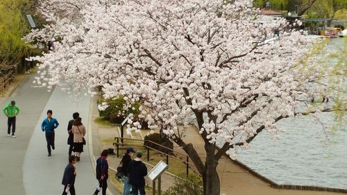 View of cherry blossoms in spring