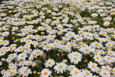 Close-up of white daisy flowers