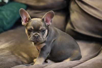 Close-up of a dog