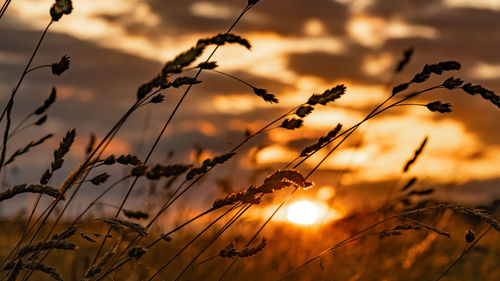 Close-up of silhouette plants against sunset sky