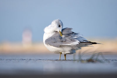 Close-up of seagull perching on a rock