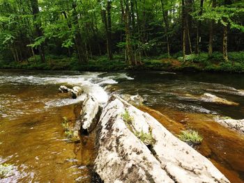 Scenic view of river in forest