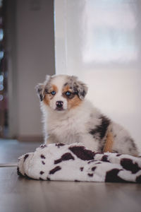 Tired australian shepherd puppy rests on her blanket and enjoys dreamland