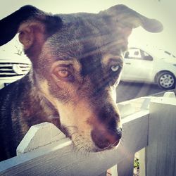 Close-up portrait of a dog