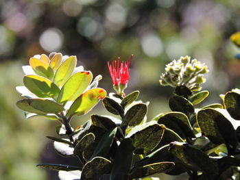 Close-up of red flowers blooming outdoors