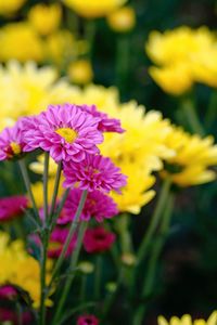 Close-up of pink flowering plant on field