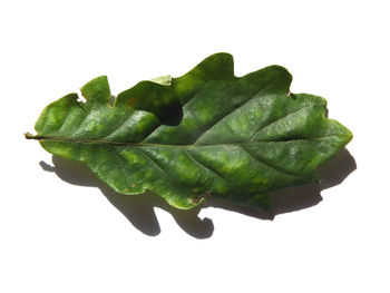 Close-up of leaf against white background