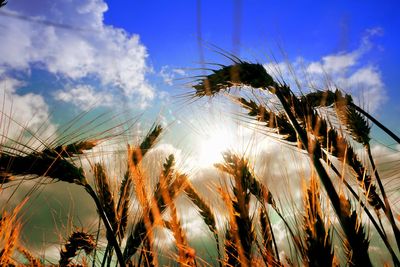 Low angle view of wheat field against sky