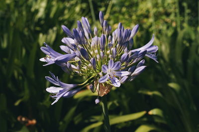 Close-up of purple flowering plant on field