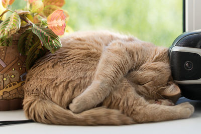 Close-up of cat relaxing on windowsill between a pot and a speaker