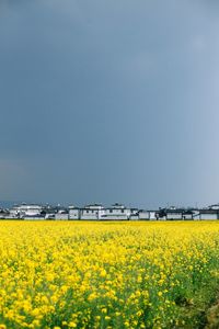 Scenic view of oilseed rape field against clear sky