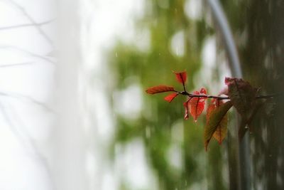 Close-up of red maple tree against sky