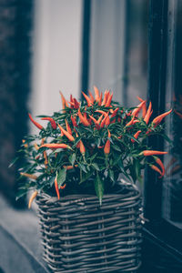 Close-up of potted plant