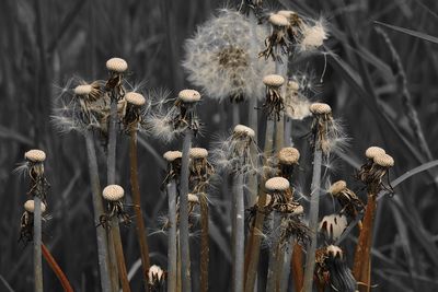 Close-up of wilted flowers on field