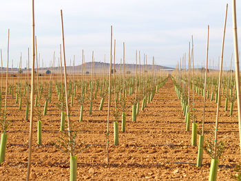 Agricultural field against sky